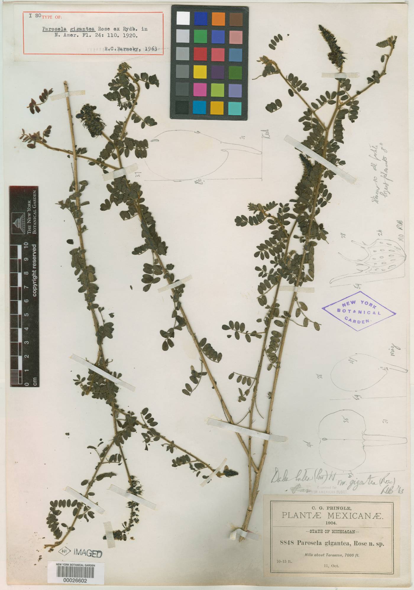 Dalea lutea var. gigantea image