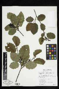 Alnus incana subsp. tenuifolia image