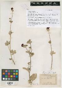 Potentilla atrorubens image