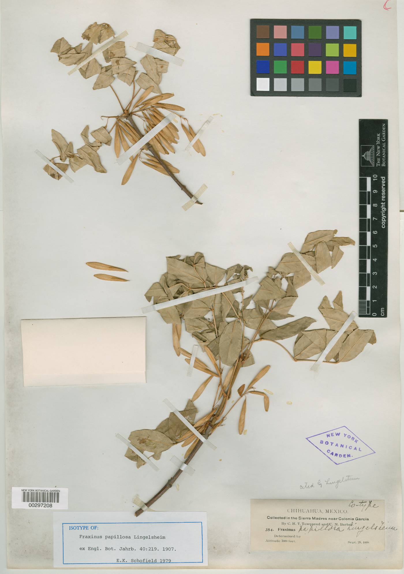 Fraxinus papillosa image