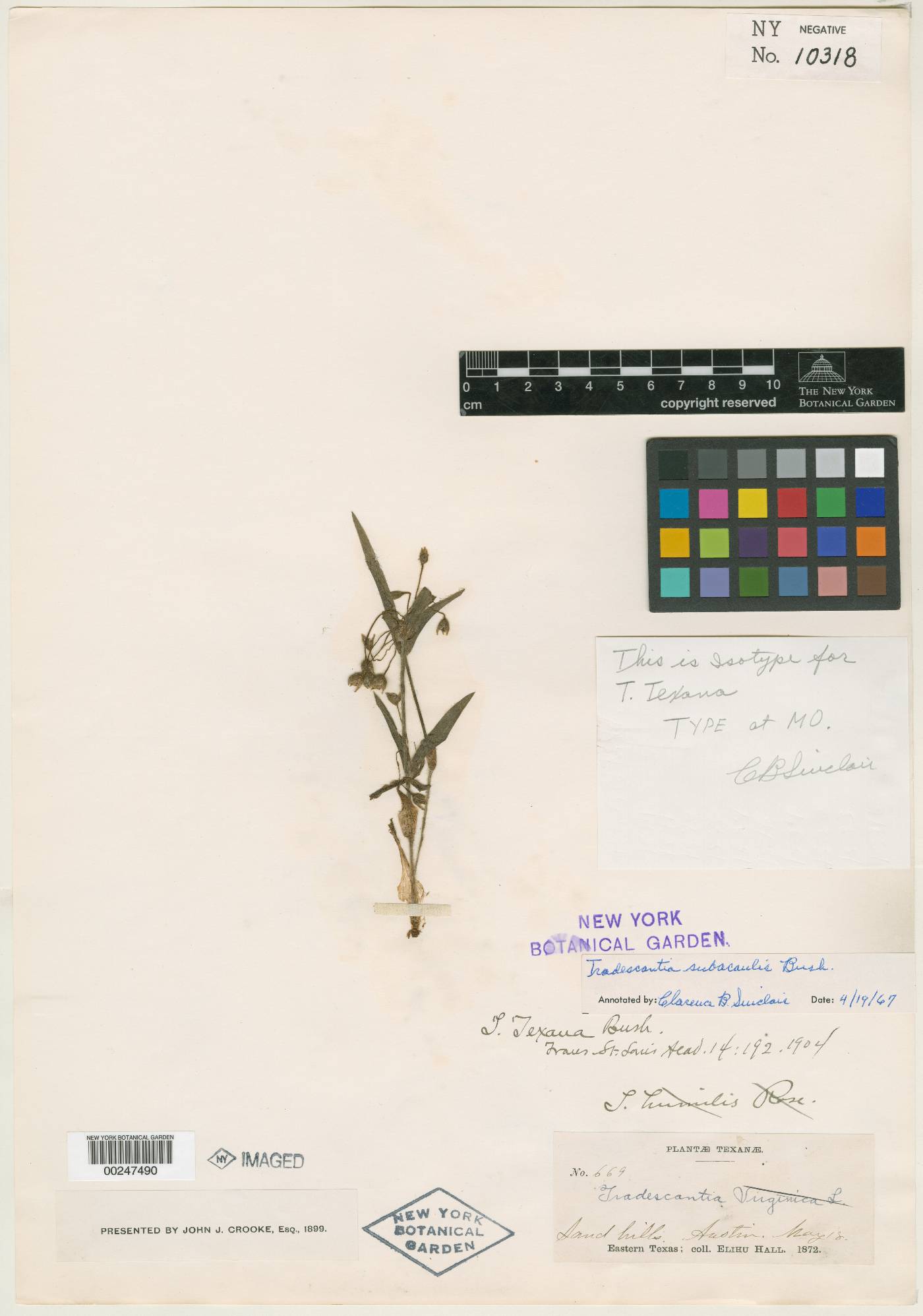 Tradescantia texana image