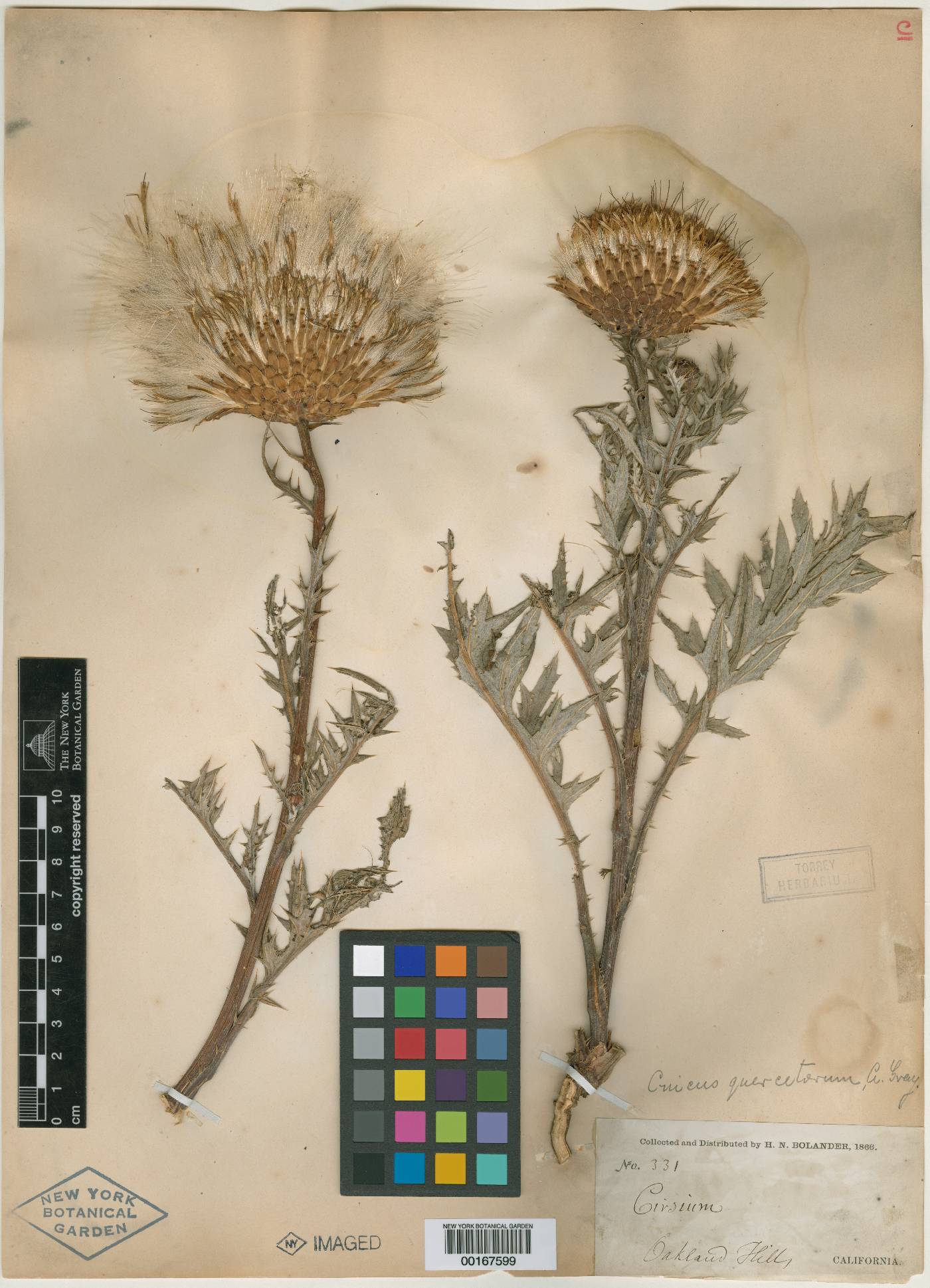 Cnicus quercetorum image