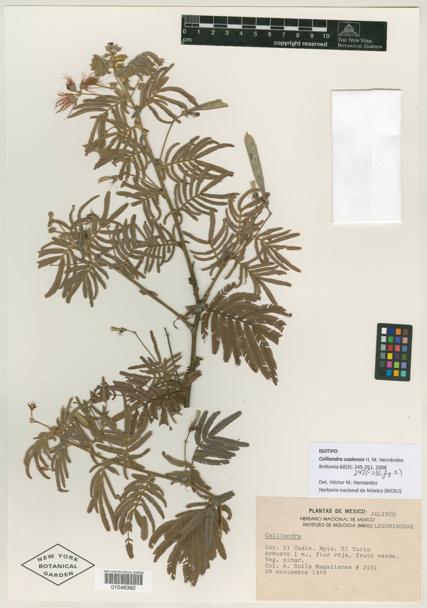 Calliandra cualensis image