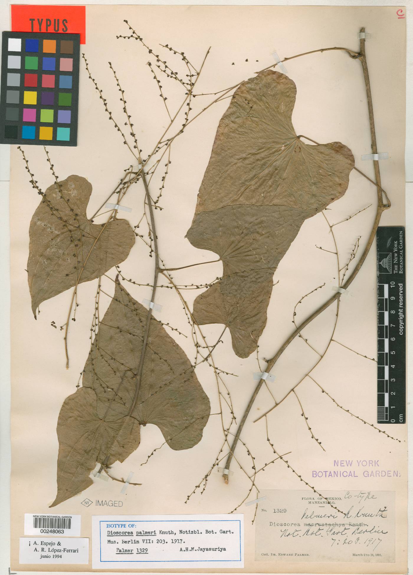 Dioscorea palmeri image