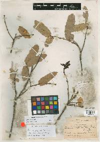 Quercus perpallida image