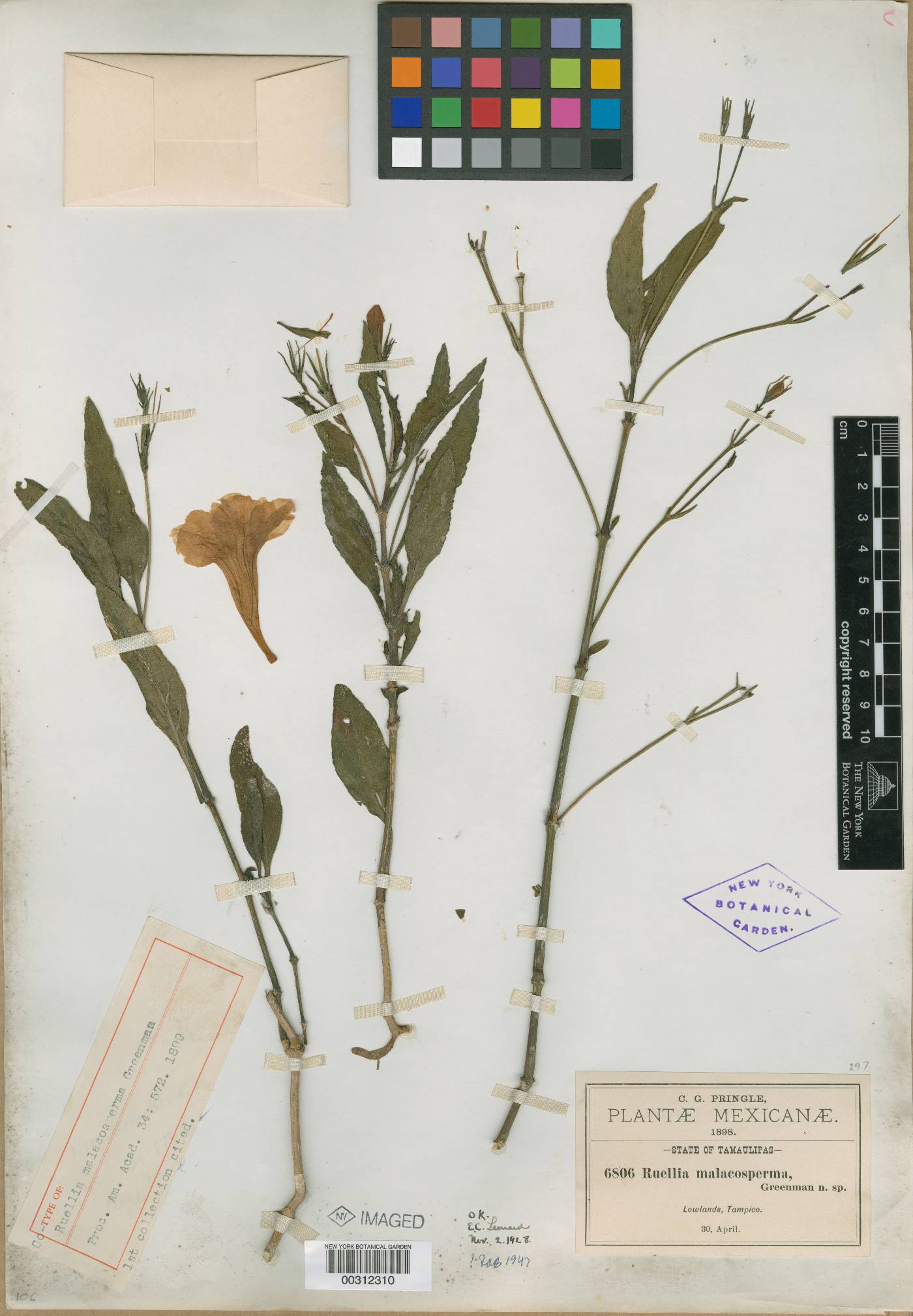 Ruellia malacosperma image