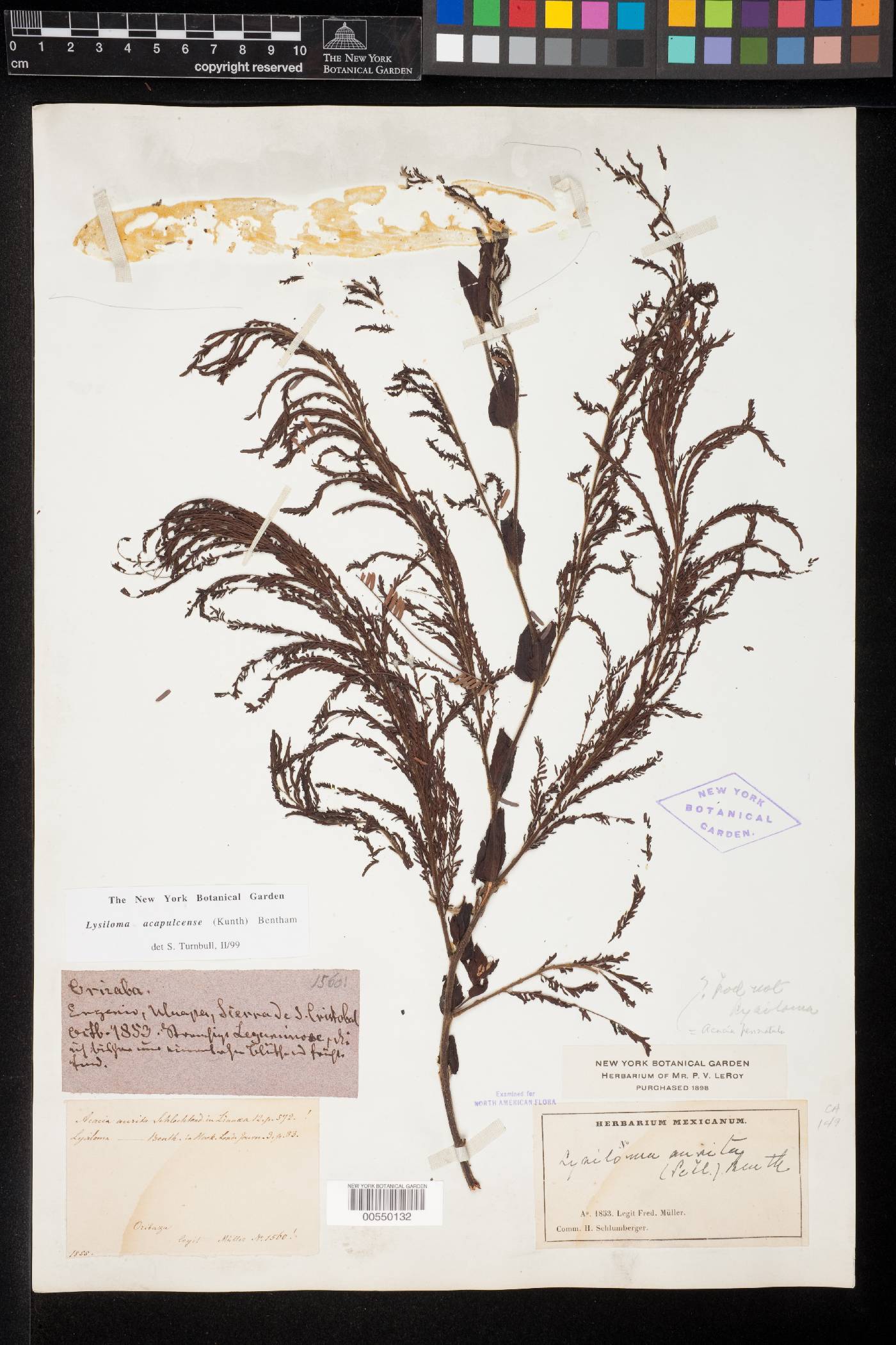 Lysiloma acapulcense image