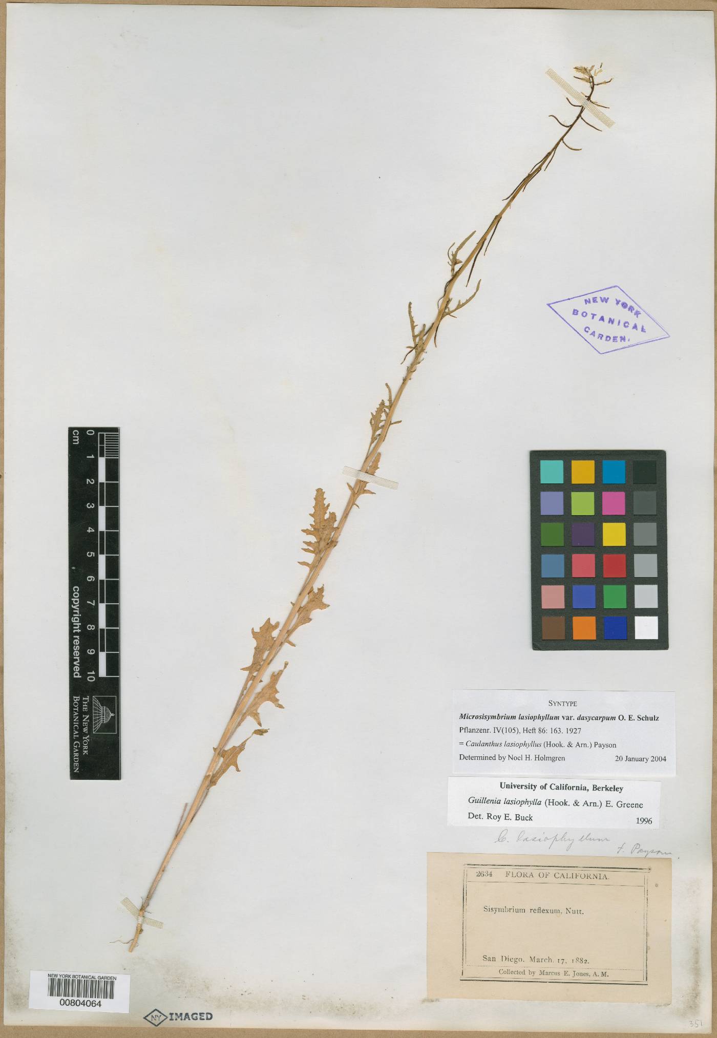 Microsisymbrium lasiophyllum image