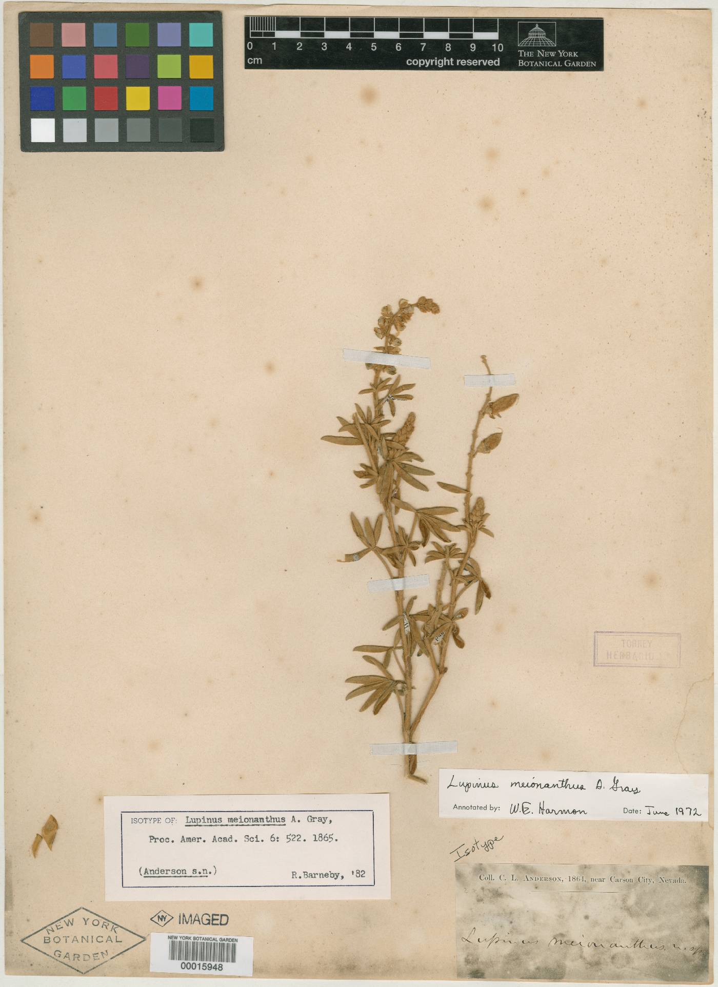 Lupinus meionanthus image