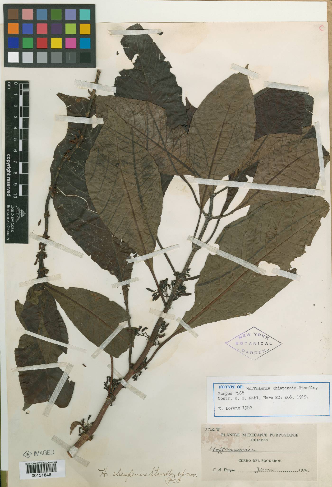 Hoffmannia psychotriifolia image