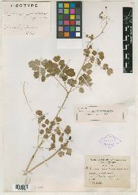 Thalictrum nigromontanum image