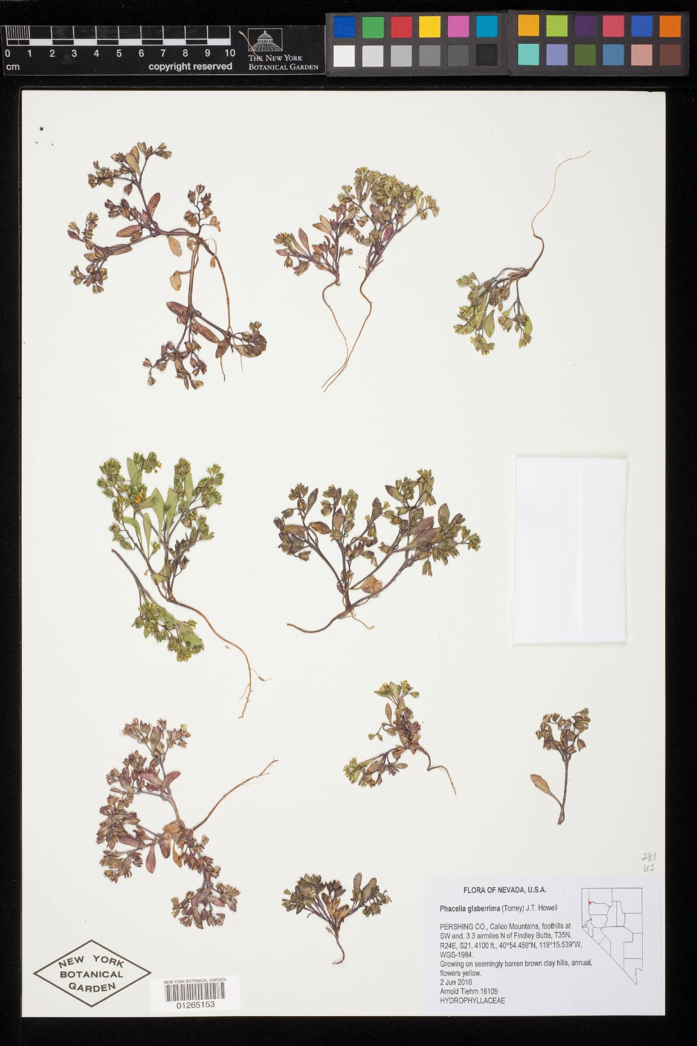 Phacelia glaberrima image