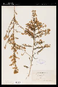 Symphyotrichum lateriflorum var. lateriflorum image