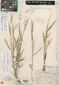 Panicum acuminatum image