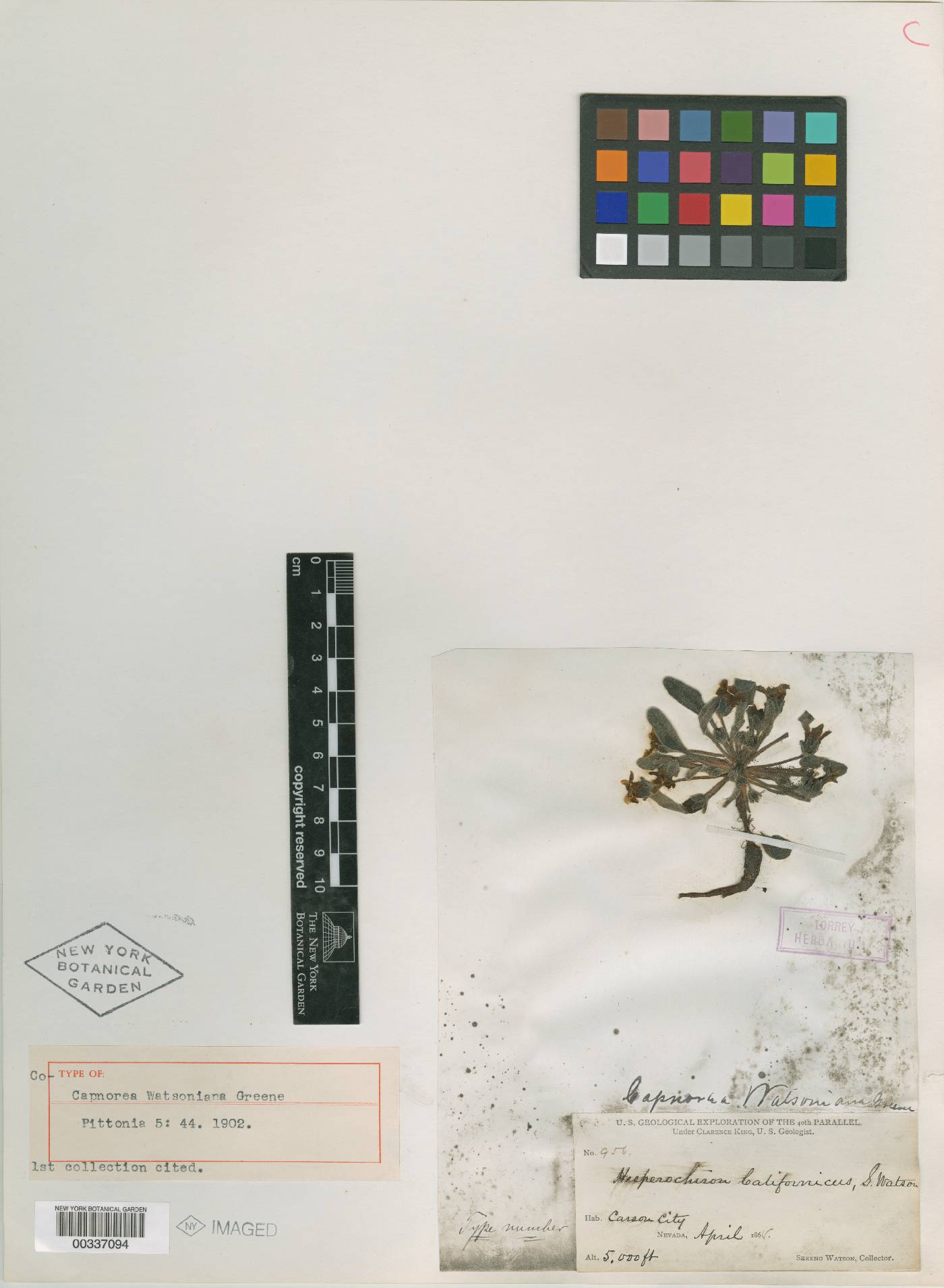 Capnorea watsoniana image
