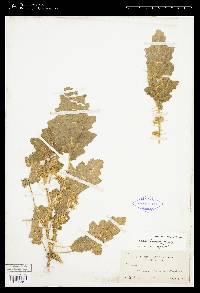 Solanum citrinum image