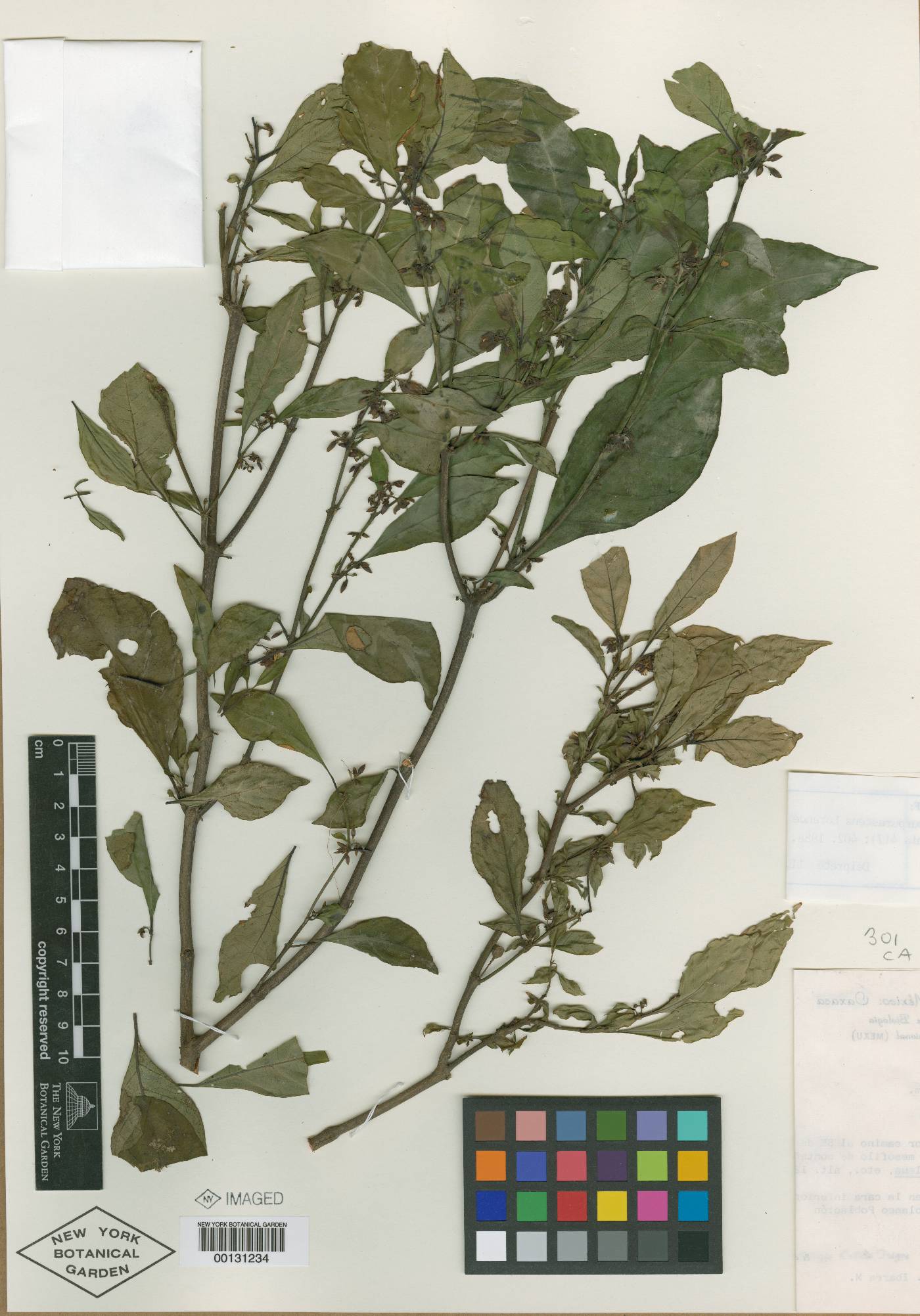 Deppea purpurascens image