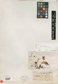 Media resource of Dudleya humilis