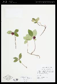 Gaultheria procumbens image