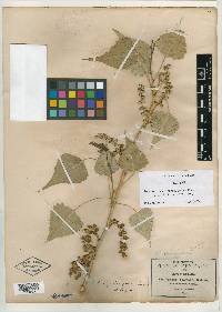 Populus fremontii subsp. mesetae image