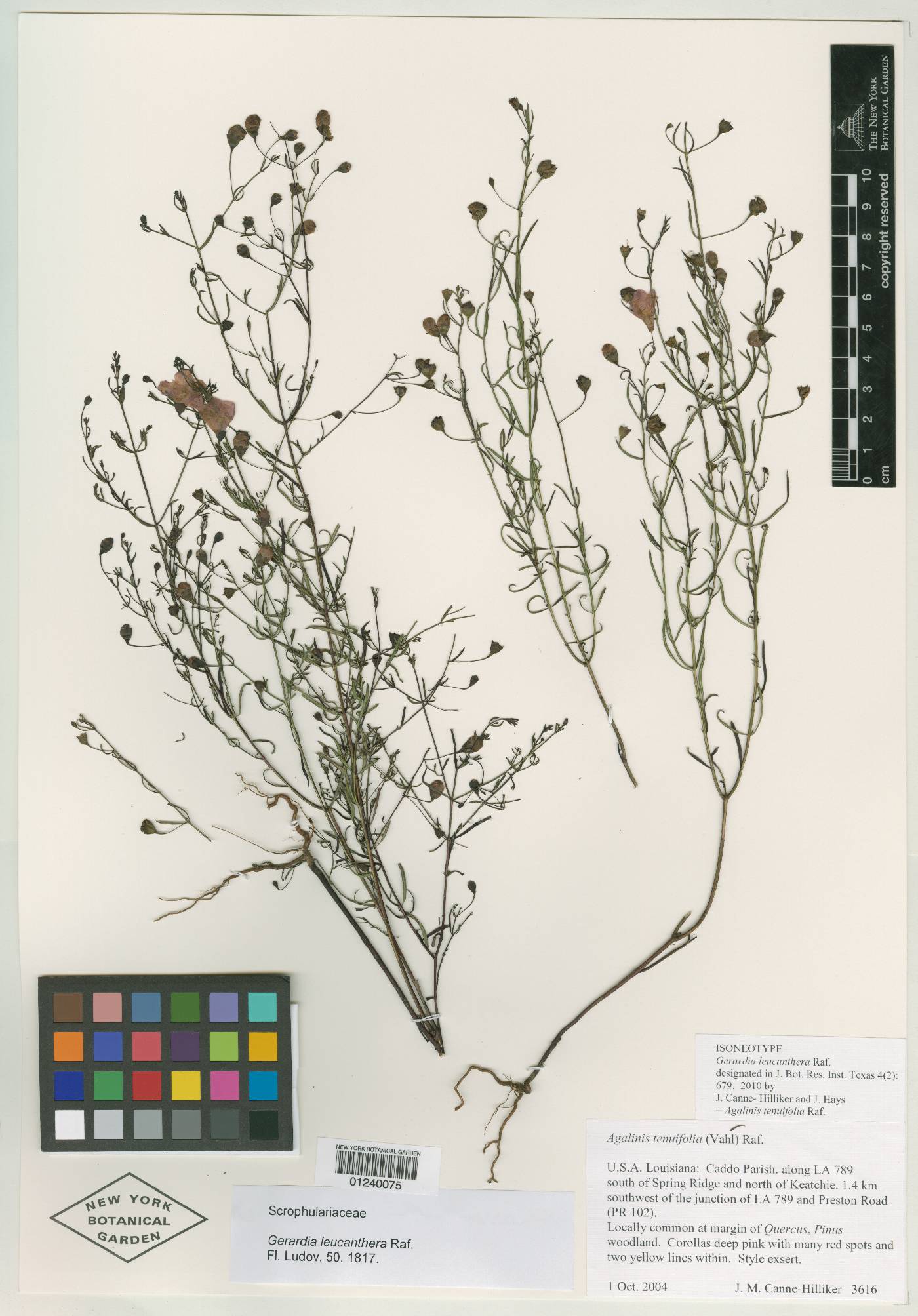 Gerardia leucanthera image