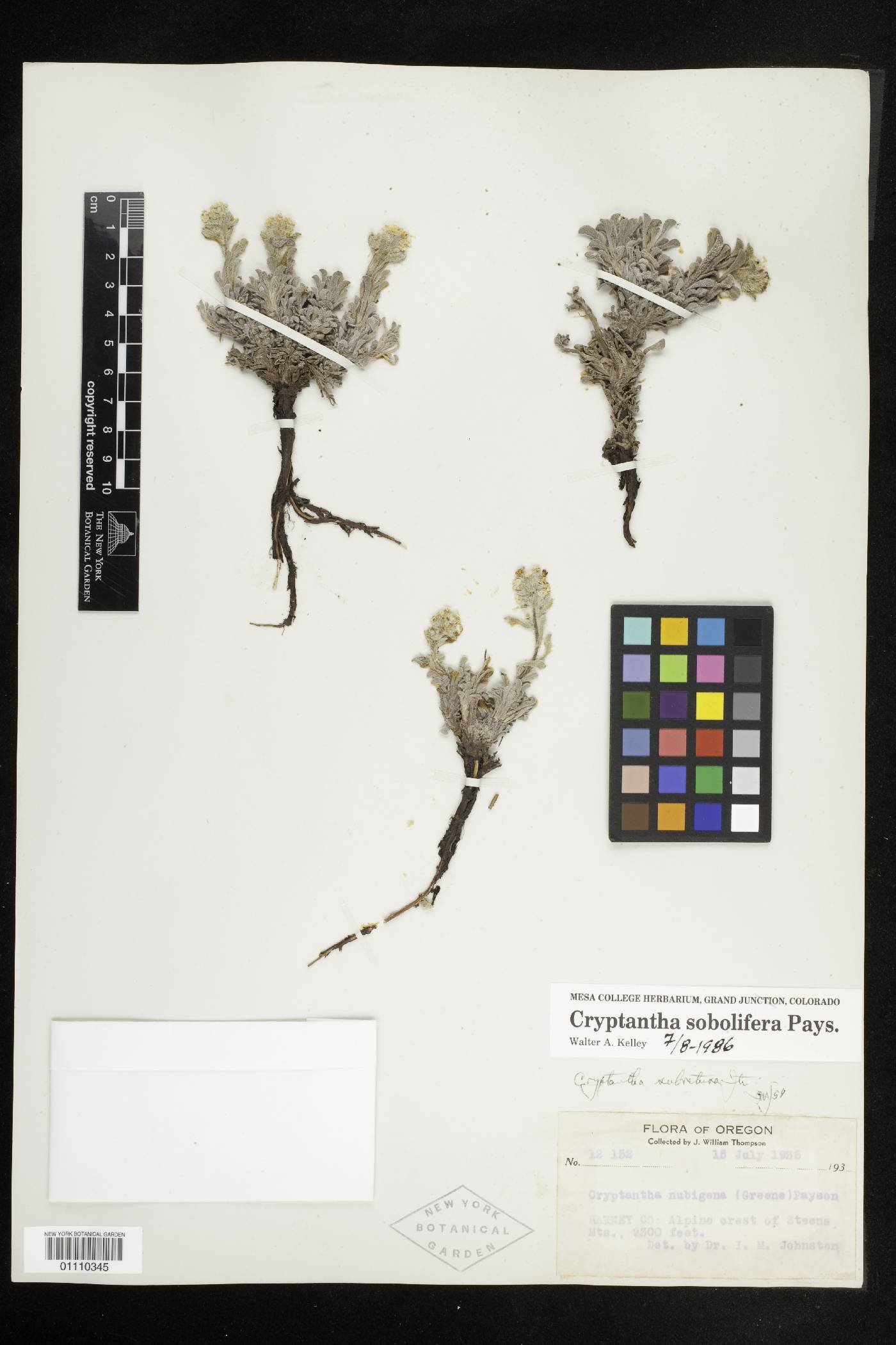 Oreocarya sobolifera image