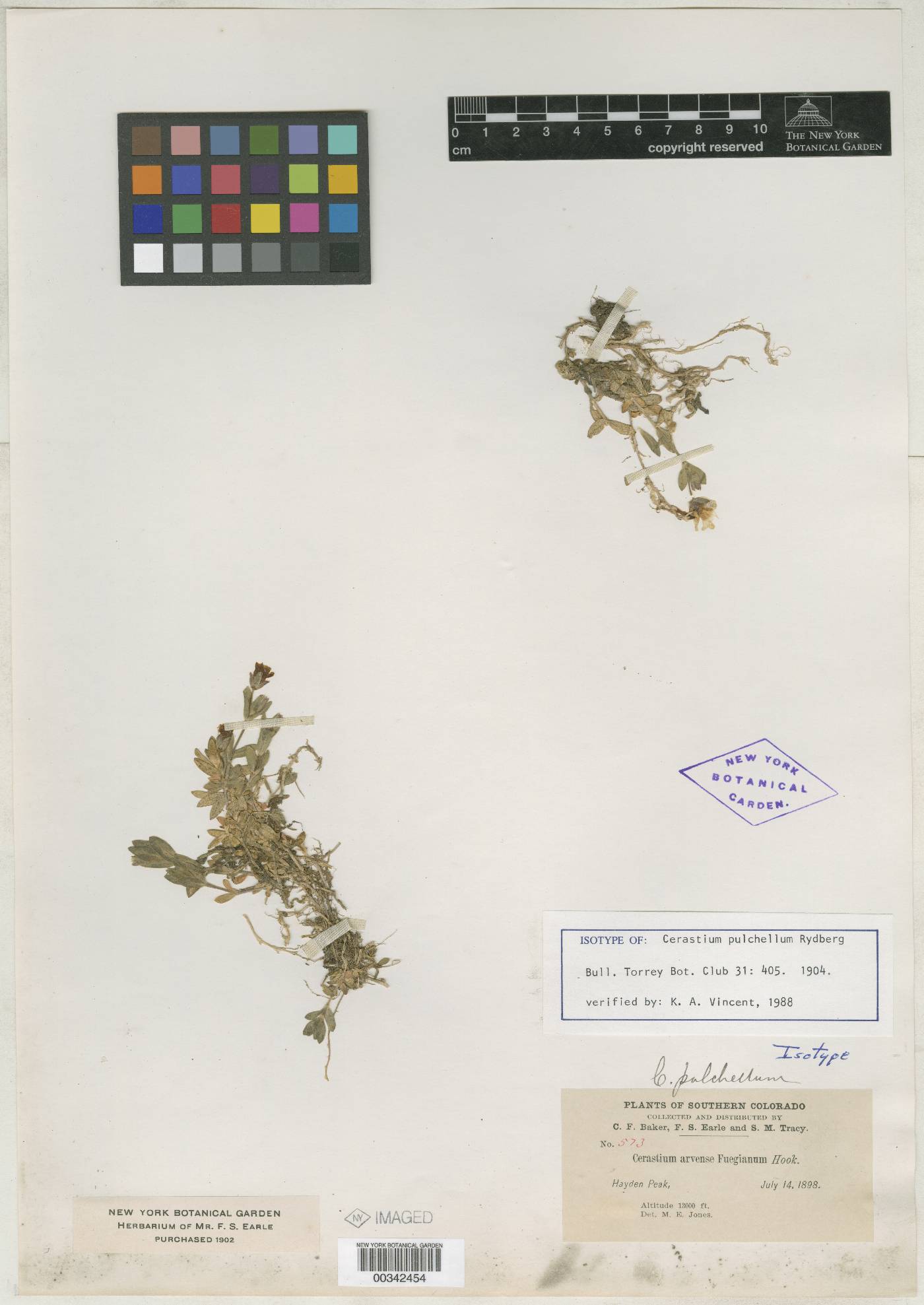 Cerastium pulchellum image