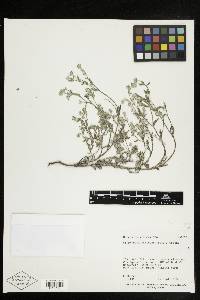 Cryptantha torreyana image