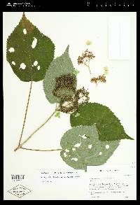 Hydrangea arborescens var. arborescens image