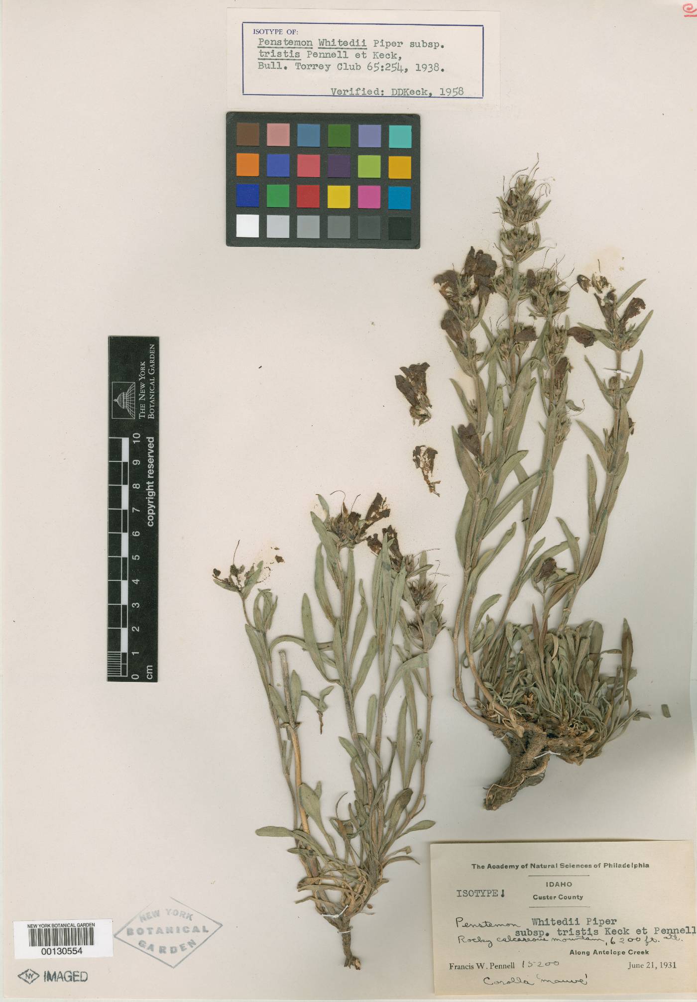 Penstemon whitedii image
