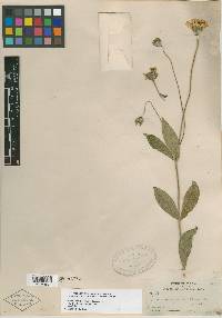 Lasianthaea palmeri image