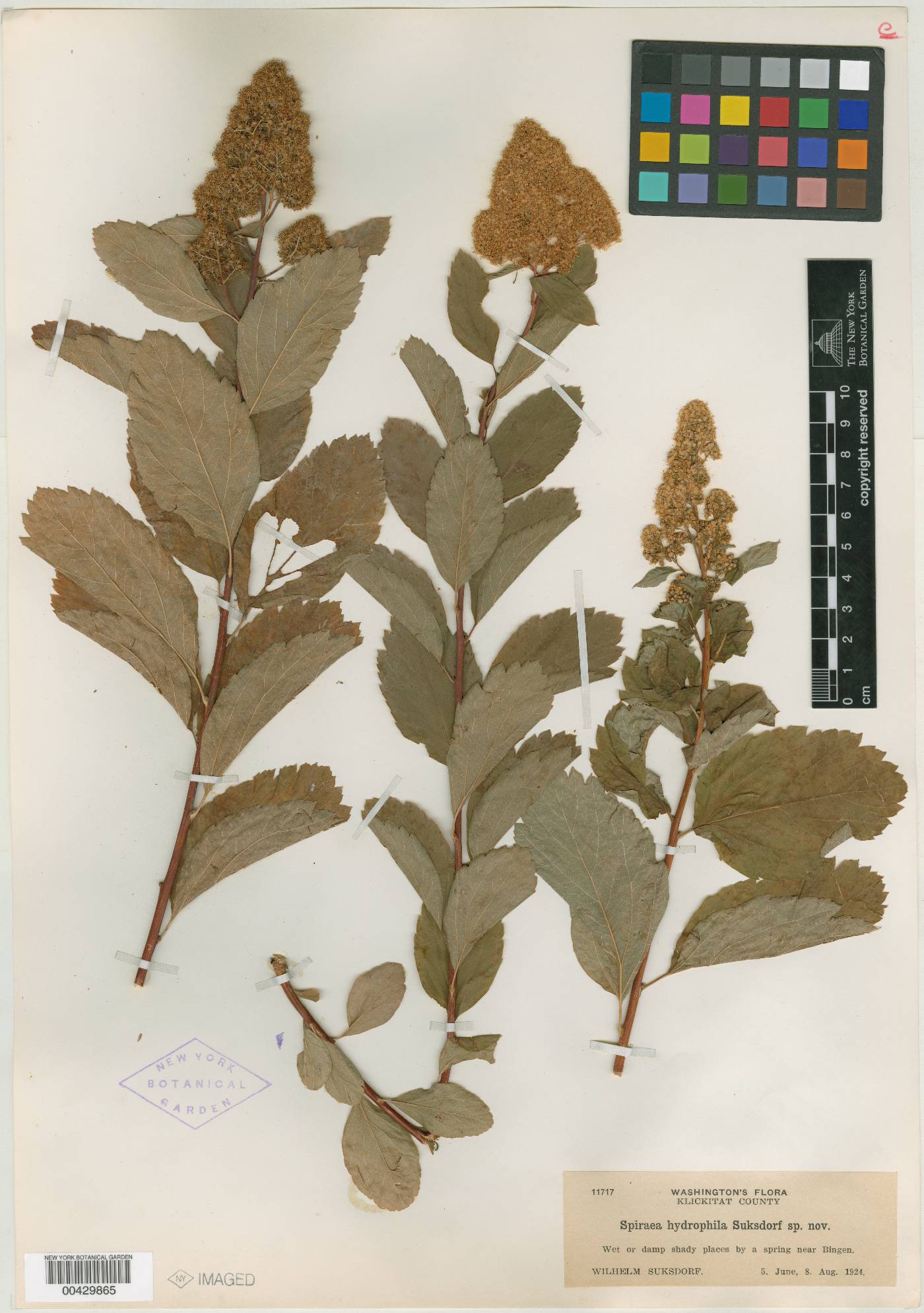 Spiraea hydrophila image