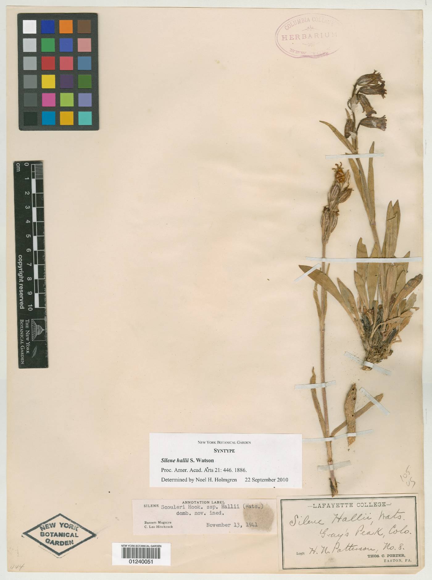 Silene scouleri subsp. hallii image