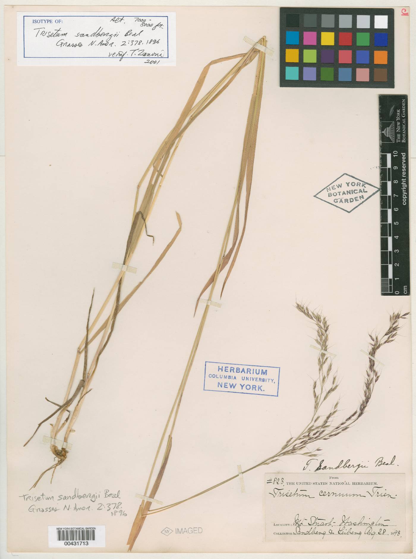 Trisetum cernuum image
