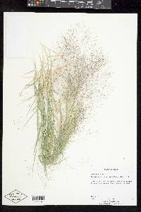 Muhlenbergia asperifolia image