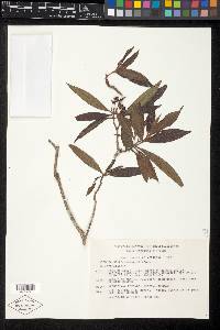 Miconia schlechtendalii image