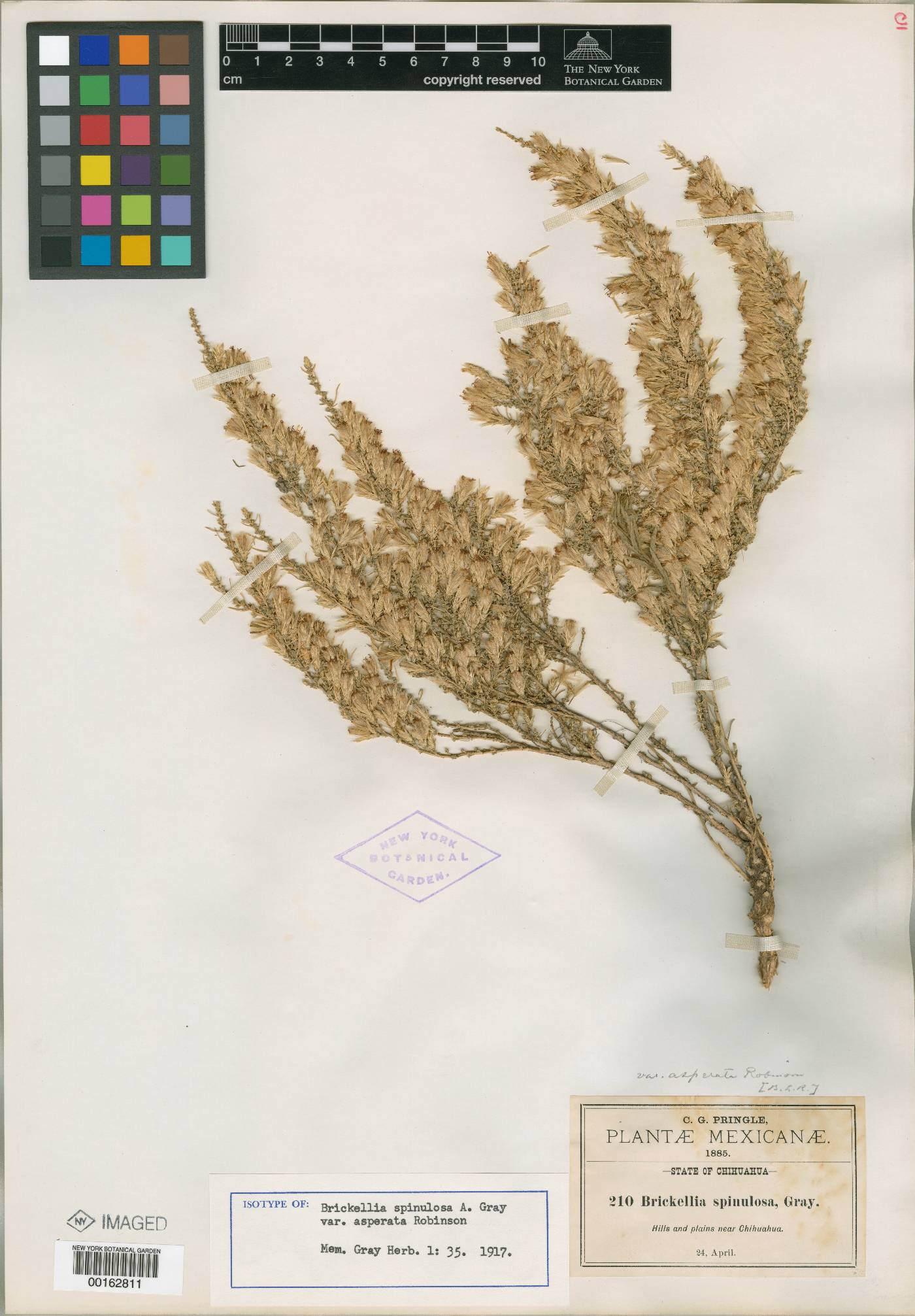 Brickellia spinulosa image