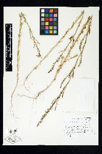 Suaeda linifolia image
