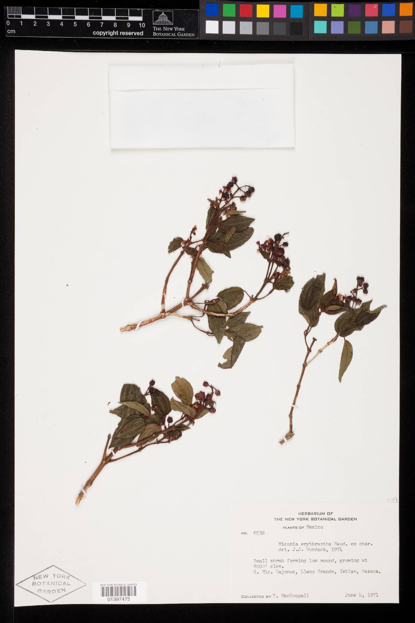 Miconia erythrantha image
