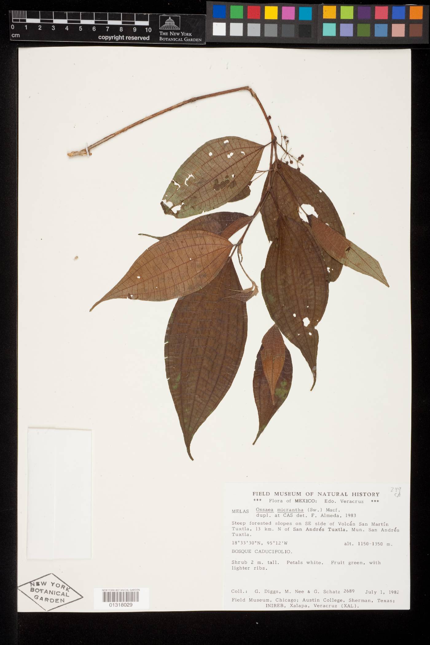 Miconia neomicrantha image