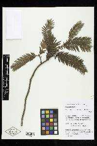 Retrophyllum comptonii image