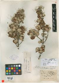 Cercocarpus mojadensis image