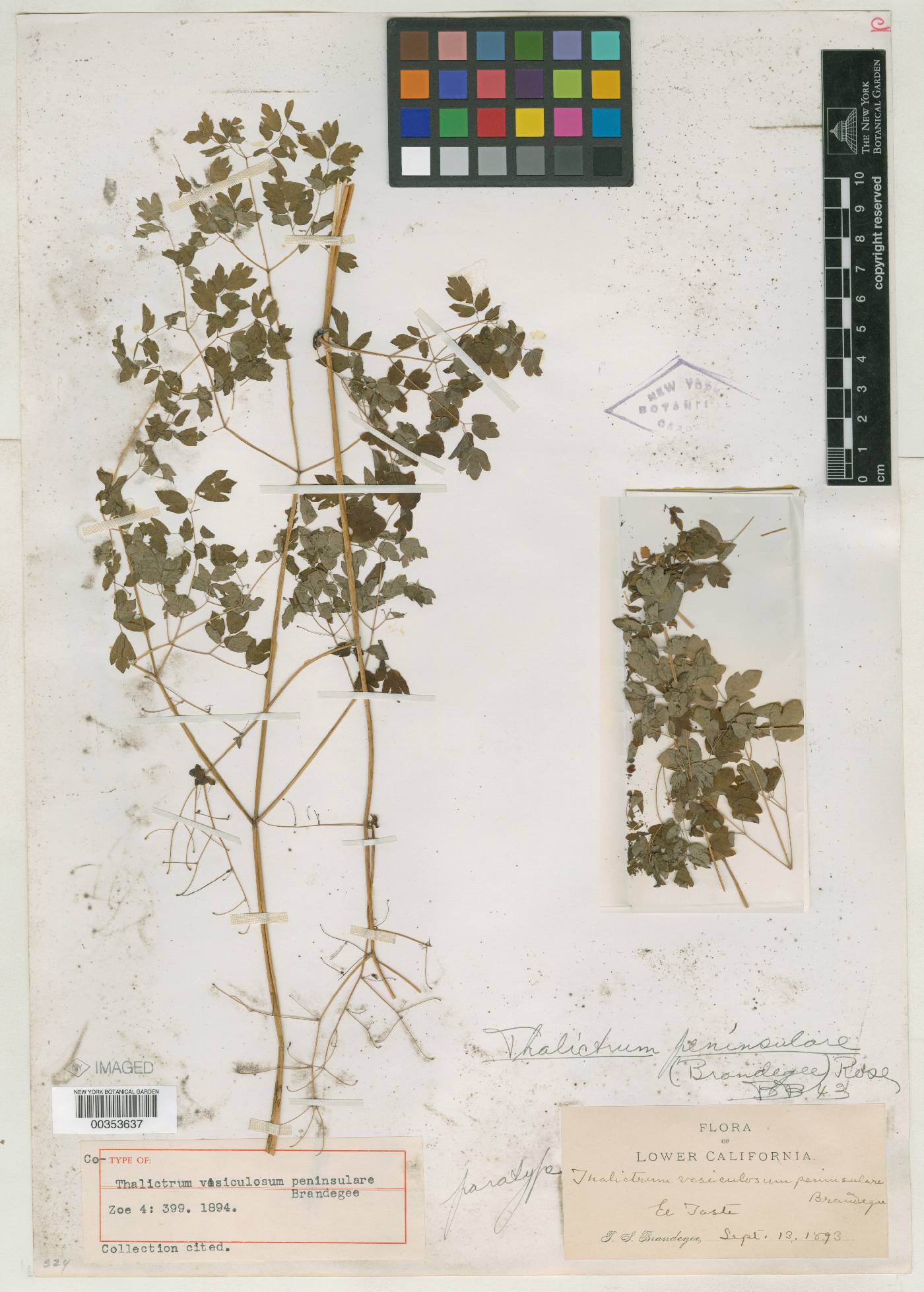 Thalictrum peninsulare image