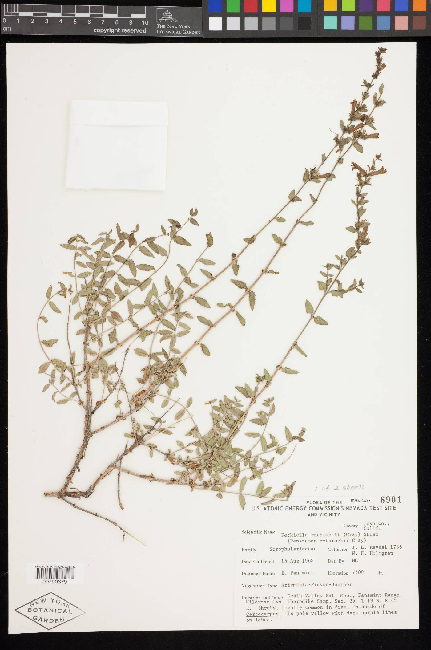 Keckiella rothrockii var. rothrockii image