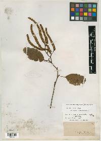 Alnus acuminata subsp. arguta image