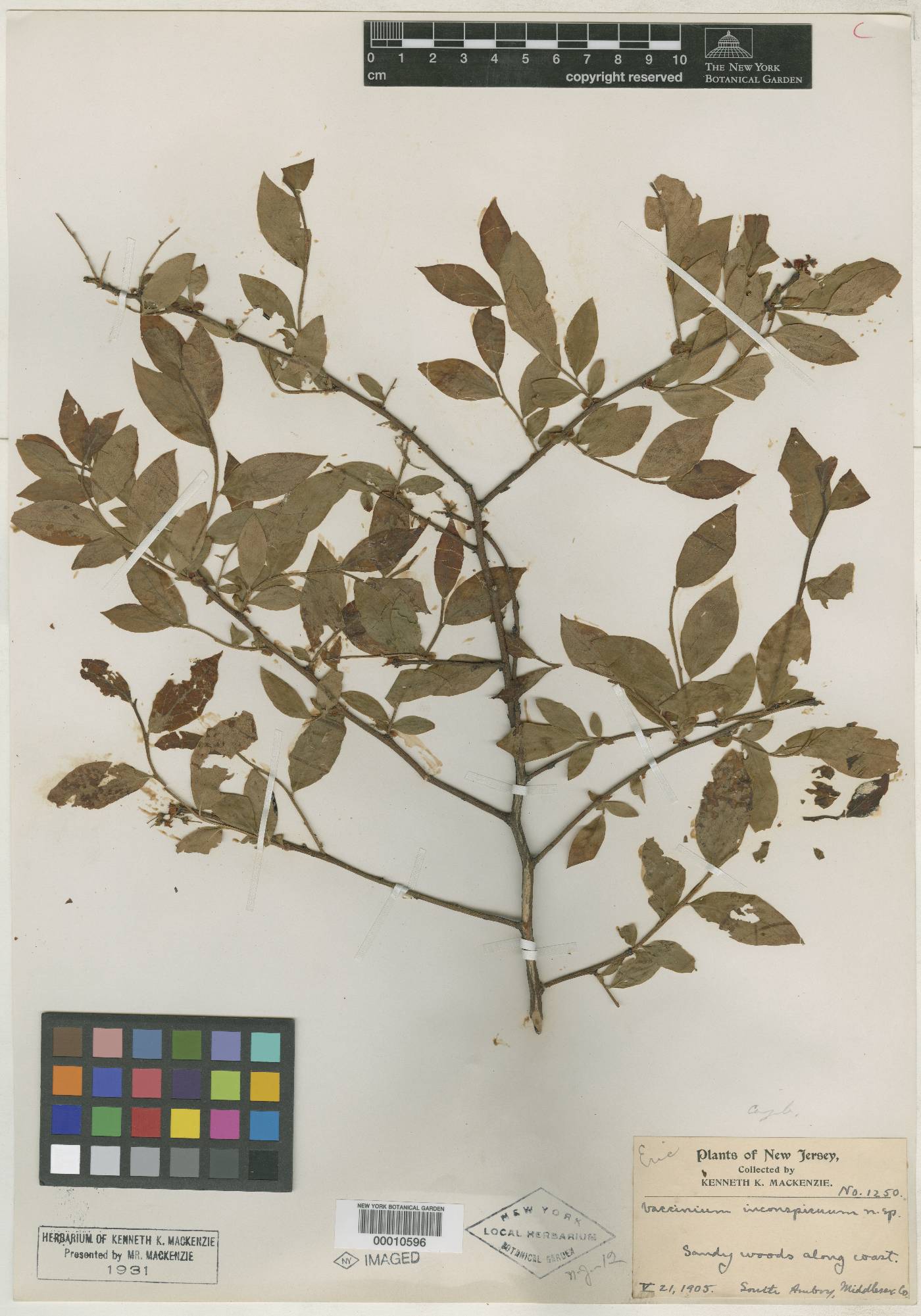 Vaccinium inconspicuum image