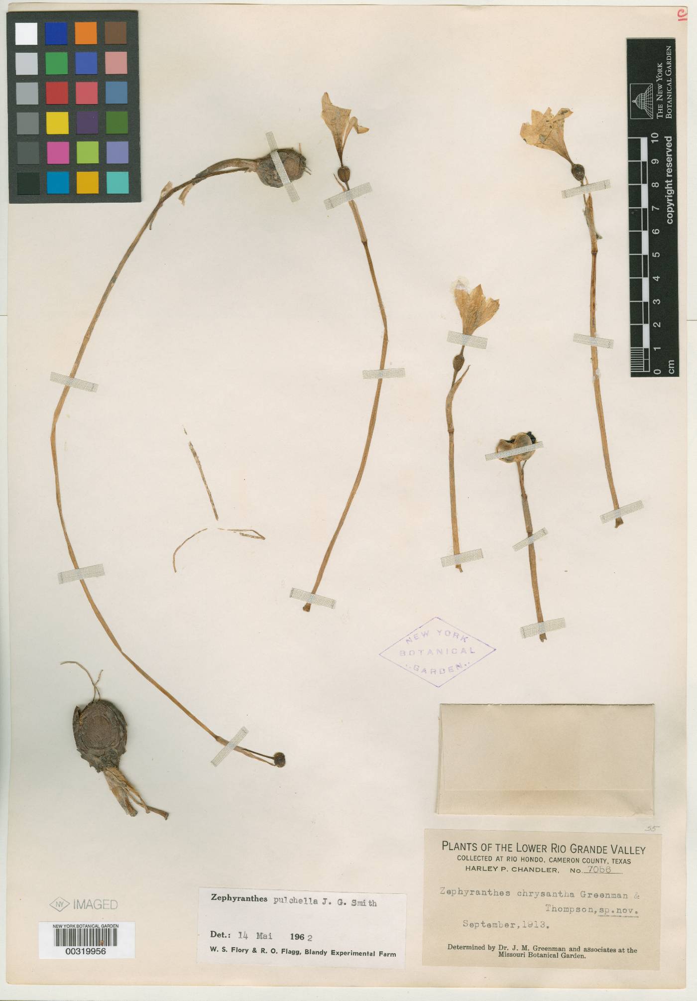 Zephyranthes chrysantha image