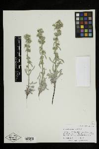 Cryptantha sericea image