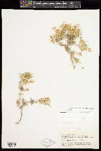 Linanthus watsonii image