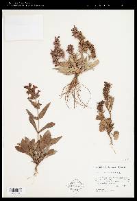 Penstemon calcareus image
